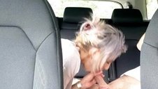 Little young mom nicely suck my dick in a car.